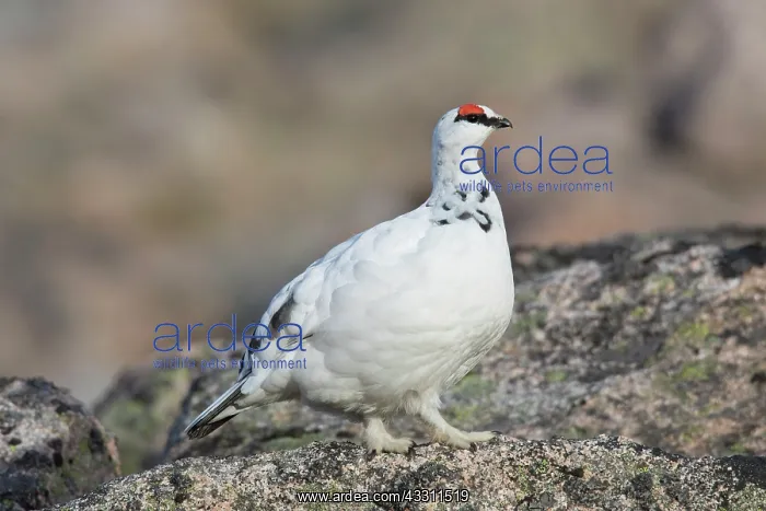: Ptarmigan - male in winter plumage - Cairngorms : Ptarmigan - male in winter plumage - Cairngorms