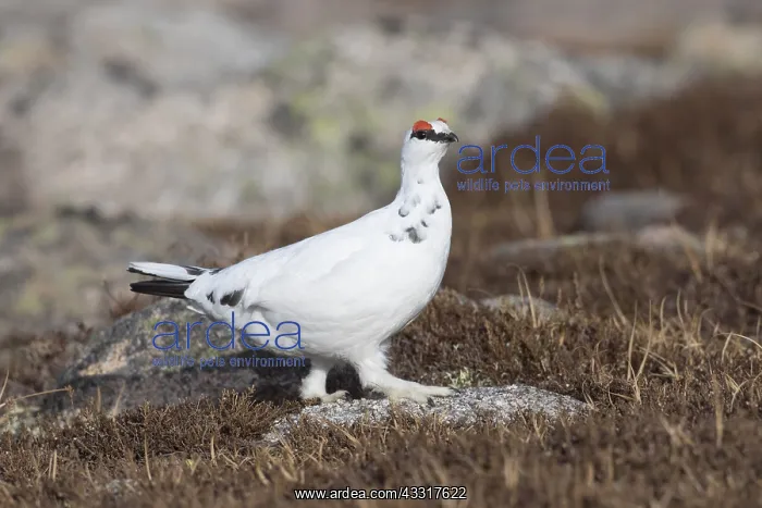 : Ptarmigan - male in winter plumage - Cairngorms : Ptarmigan - male in winter plumage - Cairngorms