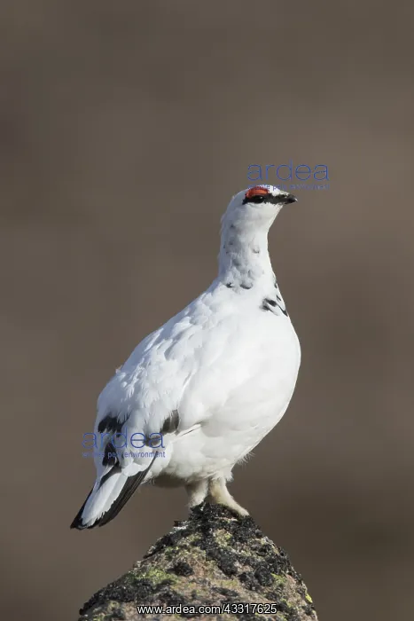 : Ptarmigan - male in winter plumage - Cairngorms : Ptarmigan - male in winter plumage - Cairngorms