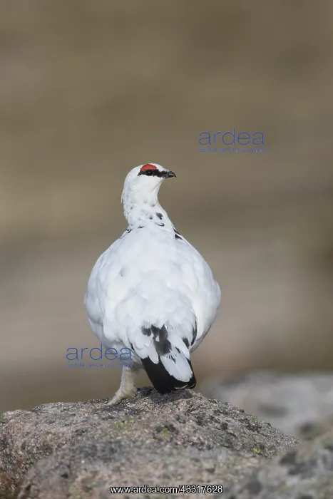 : Ptarmigan - male in winter plumage - Cairngorms : Ptarmigan - male in winter plumage - Cairngorms