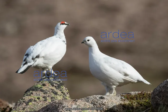  : Ptarmigan - pair in winter plumage - Cairngorms