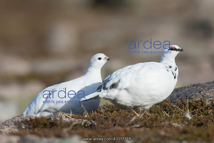 : Ptarmigan - pair in winter plumage - Cairngorms : Ptarmigan - pair in winter plumage - Cairngorms