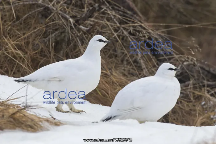  : Ptarmigan - pair in winter plumage - Iceland