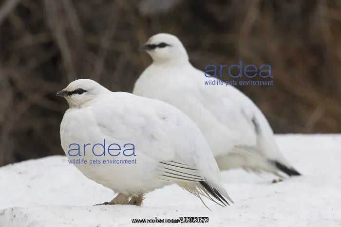  : Ptarmigan - pair in winter plumage - Iceland
