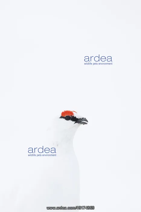 : Ptarmigan Portrait : Ptarmigan Portrait