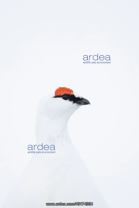 : Ptarmigan Portrait : Ptarmigan Portrait