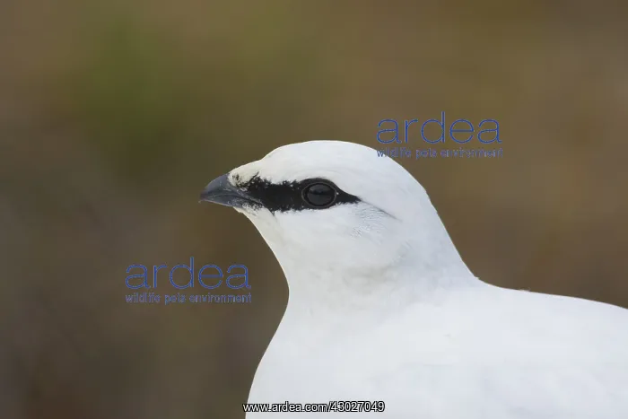  : Ptarmigan - portrait - Iceland