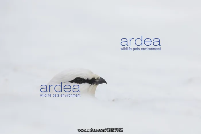 : Ptarmigan - portrait - Iceland : Ptarmigan - portrait - Iceland