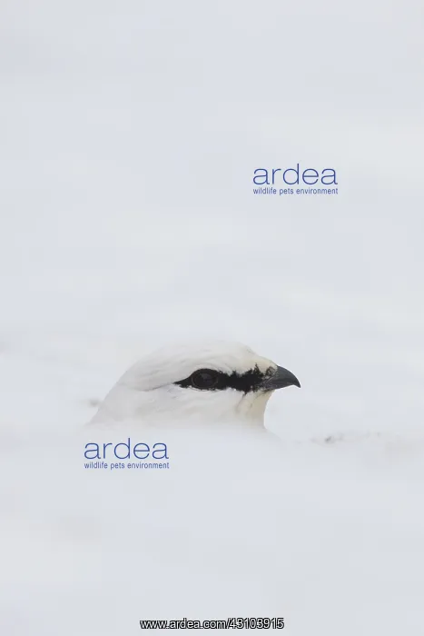 : Ptarmigan - portrait - Iceland : Ptarmigan - portrait - Iceland