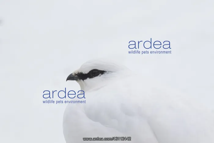 : Ptarmigan - portrait - Iceland : Ptarmigan - portrait - Iceland