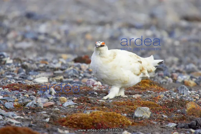 : Ptarmigan - Searching for food on scree : Ptarmigan - Searching for food on scree