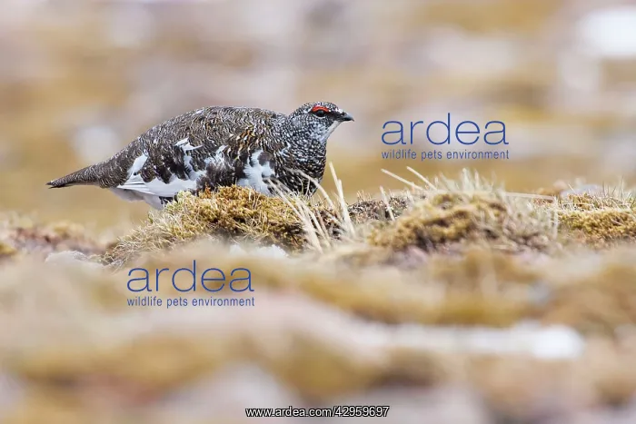 : Ptarmigan - Single adult male in summer plumage : Ptarmigan - Single adult male in summer plumage
