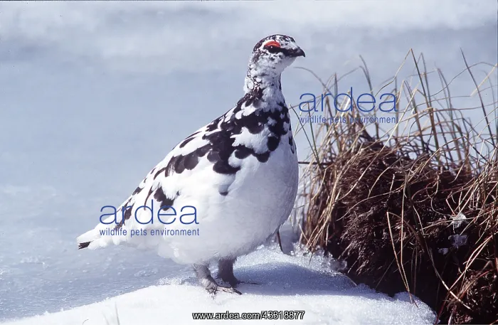 : PTARMIGAN - in snow : PTARMIGAN - in snow