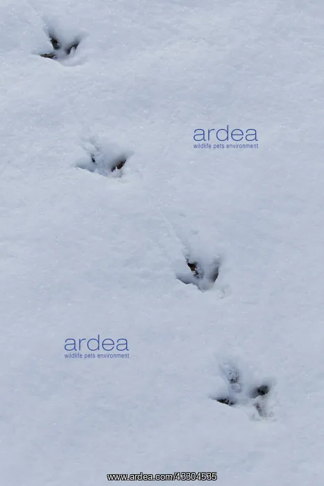  : Ptarmigan - tracks in snow - Cairngorms, Scotland