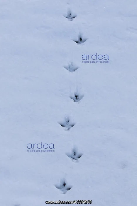 : Ptarmigan - tracks in snow - Cairngorms, Scotland : Ptarmigan - tracks in snow - Cairngorms, Scotland