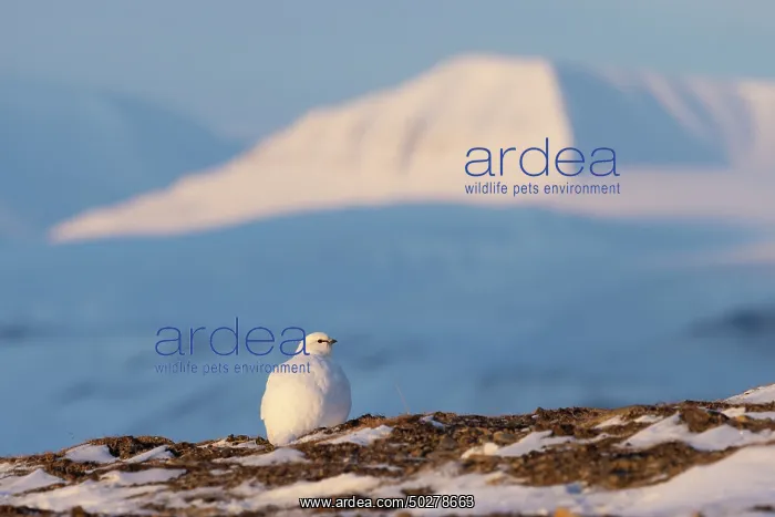  : Ptarmigan winter