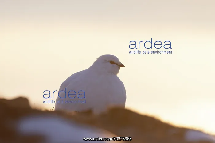 : Ptarmigan winter : Ptarmigan winter