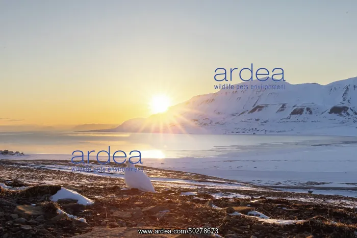 : Ptarmigan winter : Ptarmigan winter