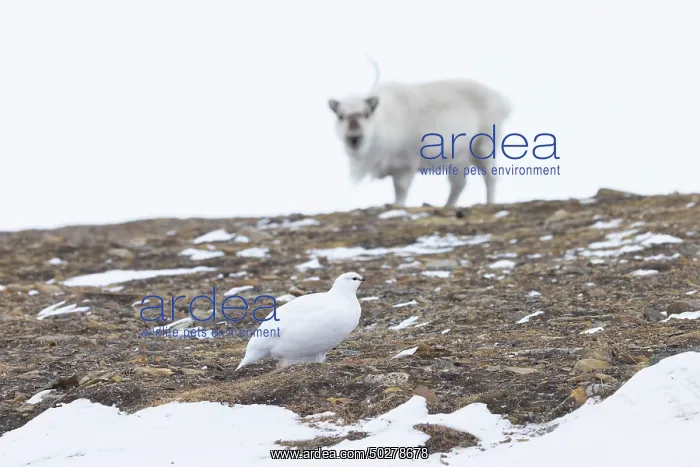: Ptarmigan winter : Ptarmigan winter