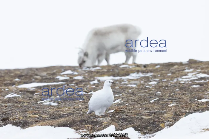 : Ptarmigan winter : Ptarmigan winter