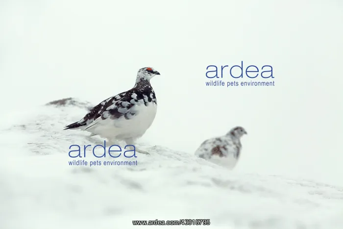 : Ptarmigan in winter snow : Ptarmigan in winter snow
