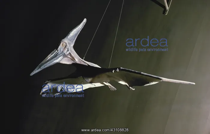 : Pteranodon : Pteranodon