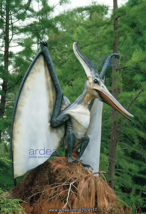 : Pteranodon Dinosaur Reconstruction - flying reptile : Pteranodon Dinosaur Reconstruction - flying reptile