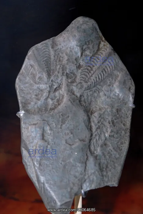 : Pteridinium carolinensis : Pteridinium carolinensis