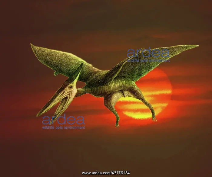 : Pterodactyl : Pterodactyl