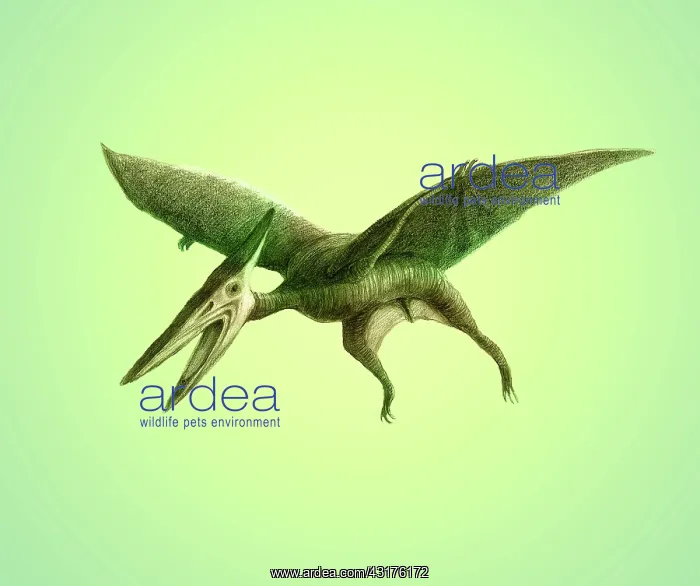: Pterodactyl, Cretaceous Dinosaur : Pterodactyl, Cretaceous Dinosaur