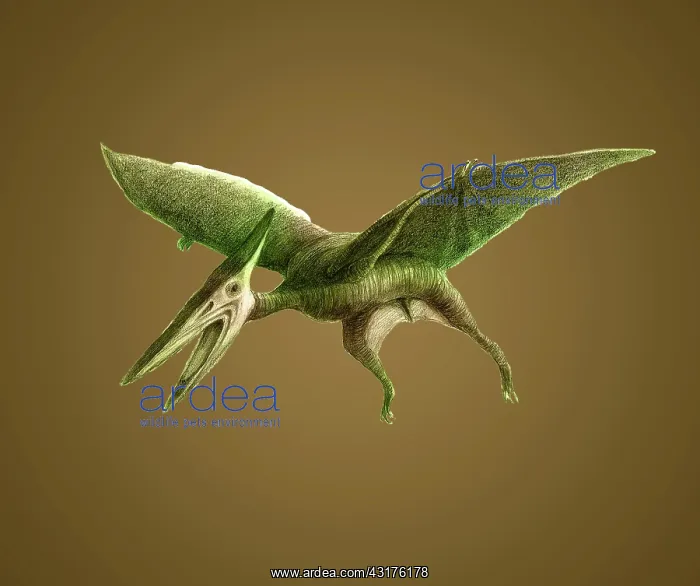  : Pterodactyl, Cretaceous Dinosaur