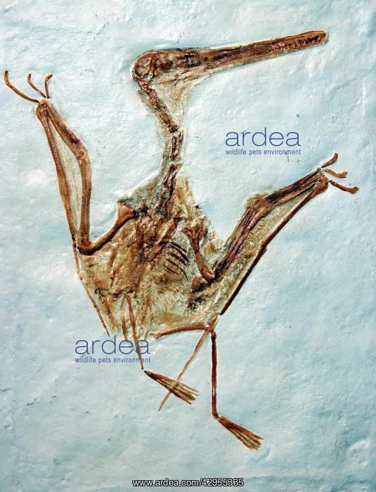 : Pterodactyl - fossil : Pterodactyl - fossil