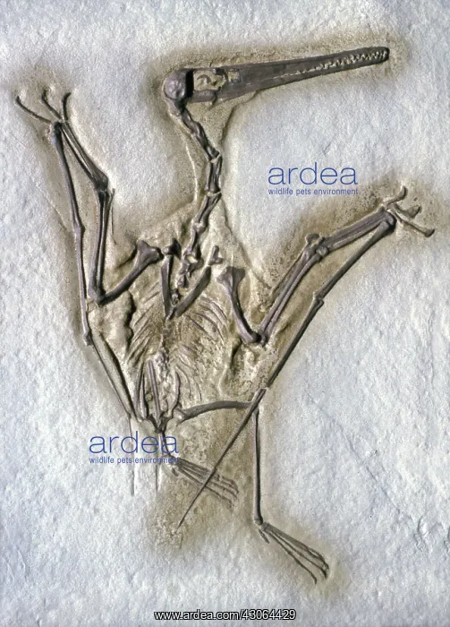 : Pterodactyl Fossil : Pterodactyl Fossil