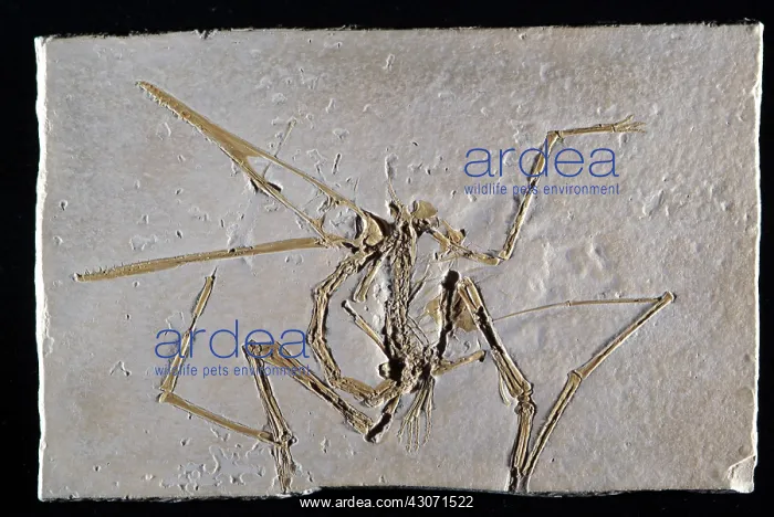 : Pterodactyl Fossil : Pterodactyl Fossil