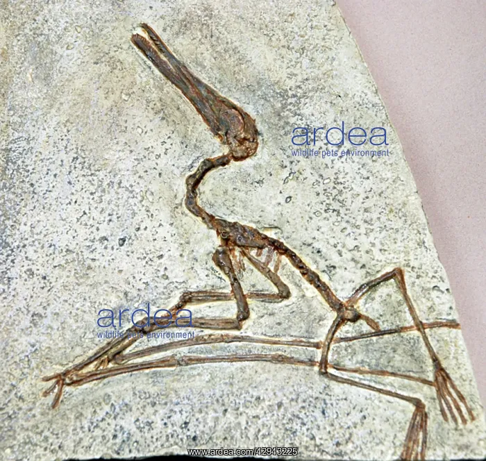 : Pterodactyl: fossil flying reptile : Pterodactyl: fossil flying reptile
