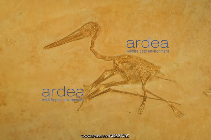 : Pterodactyl Fossil - Jurassic : Pterodactyl Fossil - Jurassic