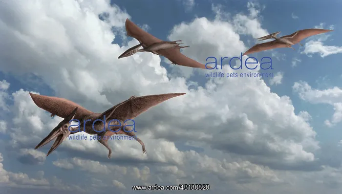 : Pterodactyls : Pterodactyls