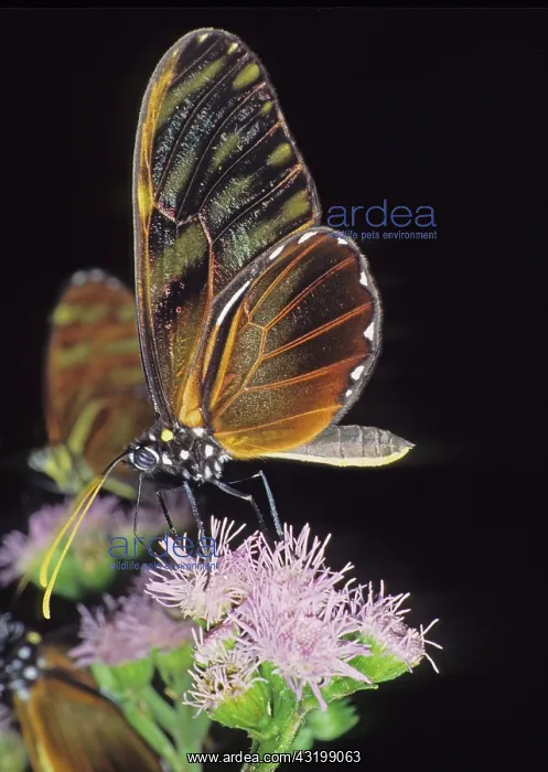 : Pteronymia fulvescens butterfly : Pteronymia fulvescens butterfly