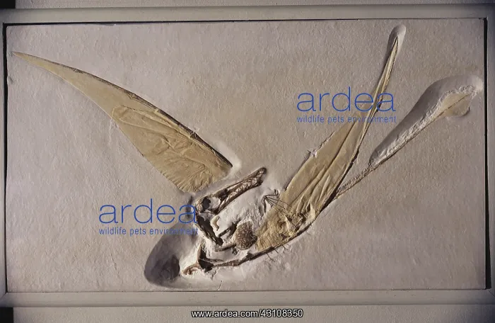: Pterosaur Fossil : Pterosaur Fossil