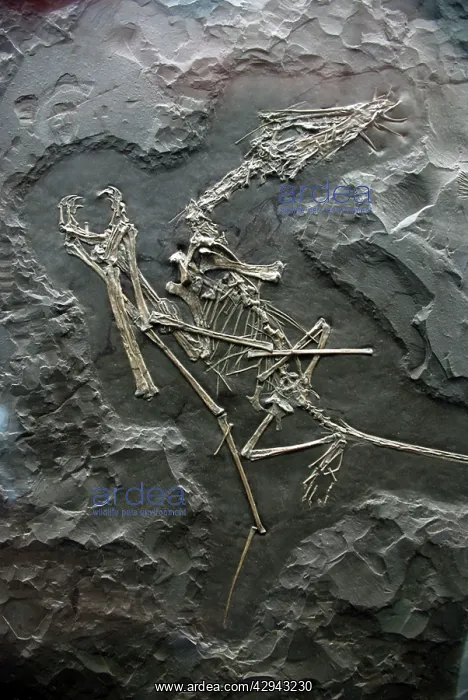: Pterosaur - fossil flying reptile : Pterosaur - fossil flying reptile