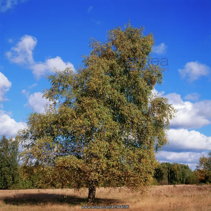 : Pubescent BIRCH - in Autumn : Pubescent BIRCH - in Autumn