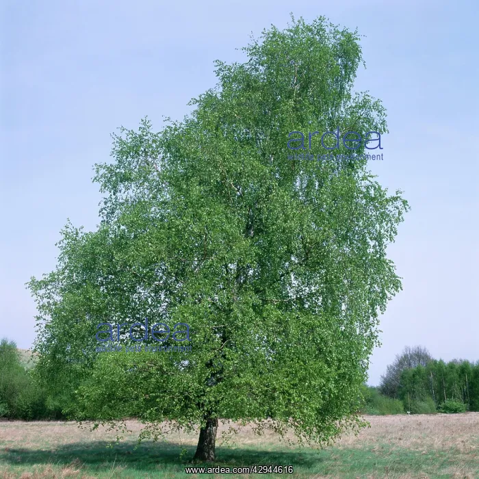 : Pubescent BIRCH - in full leaf, early Summer : Pubescent BIRCH - in full leaf, early Summer