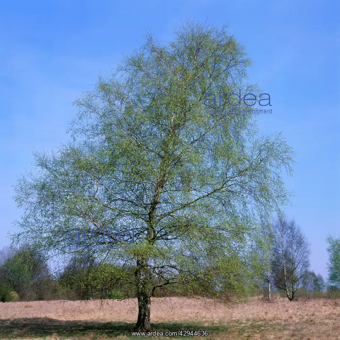 : Pubescent BIRCH - new leaves, Spring : Pubescent BIRCH - new leaves, Spring
