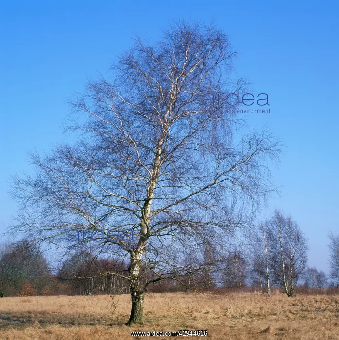 : Pubescent BIRCH - in Winter : Pubescent BIRCH - in Winter