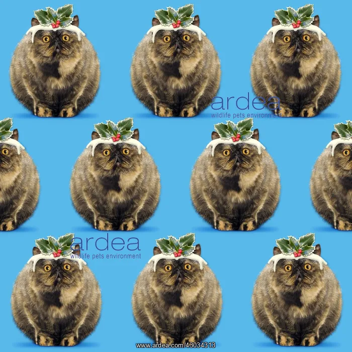  : Pudding Cat pattern