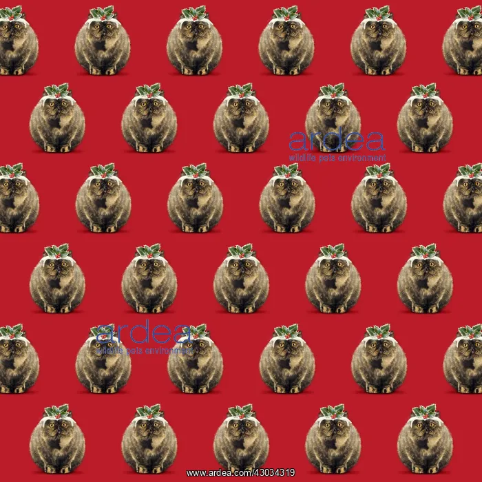  : Pudding Cat pattern