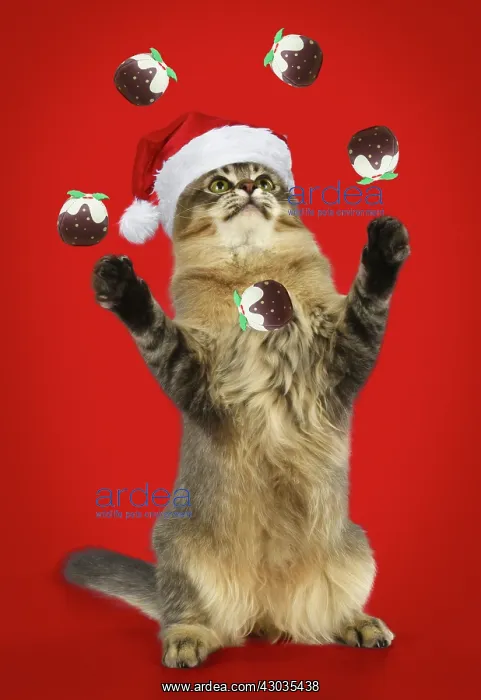 : CAT Tiffanie cat juggling Christmas puddings wearing Christmas hat Digital Manipulation : CAT Tiffanie cat juggling Christmas puddings wearing Christmas hat Digital Manipulation
