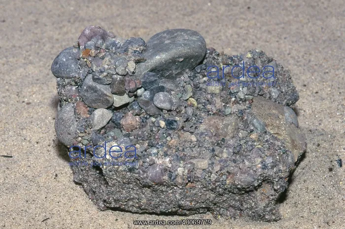 : Puddingstone Conglomerate : Puddingstone Conglomerate