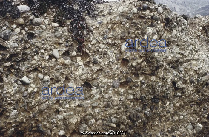 : Puddingstone Conglomerate : Puddingstone Conglomerate