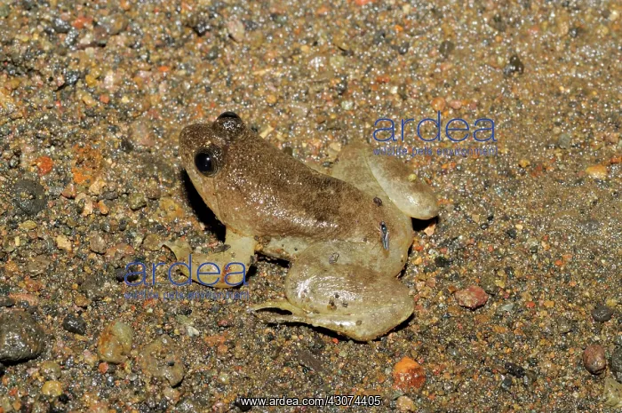  : Puddle Frog